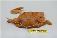 藏品(漢氏梭子蟹)的圖片